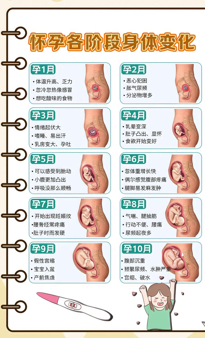 揭秘供卵代孕妈妈怀孕小腹分两节，孕期变化的奥秘阜新代生机构: